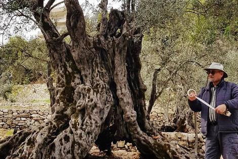 کشف قدیمی‌ترین درخت زیتون جهان با عمر ۱۱۰۰ سال در لبنان+ عکس