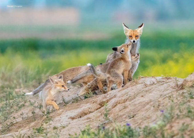روباه مادر و فرزندانش در ملایر دیده شدند+عکس