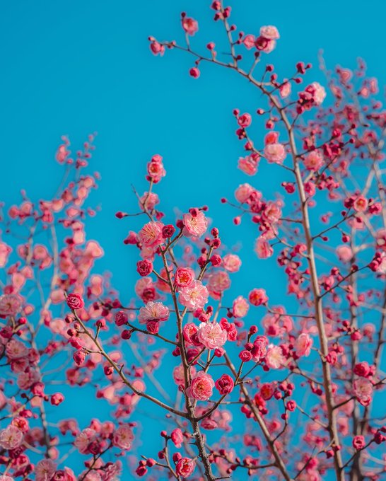 آسمان زیبا و شکوفه‌های بهاری در این روزهای ایران+عکس