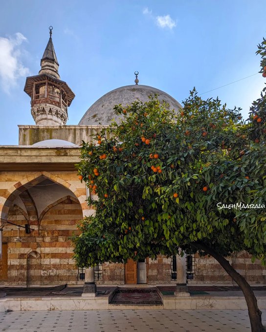 درخت نارنج زیبا در حیاط مسجد الیاغوشیة در دمشق+عکس