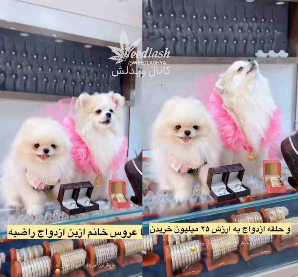 تصاویر تاسف برانگیز از جشن عروسی میلیاردی برای دو سگ در تهران+عکس