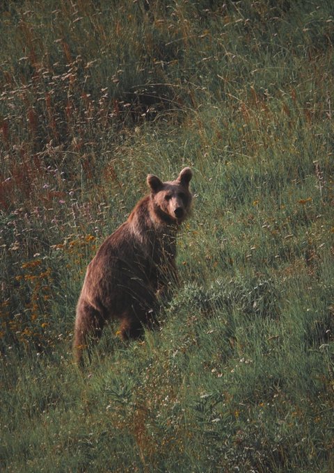 خرس قهوه‌ای در بهار مازندران دیده شد+عکس