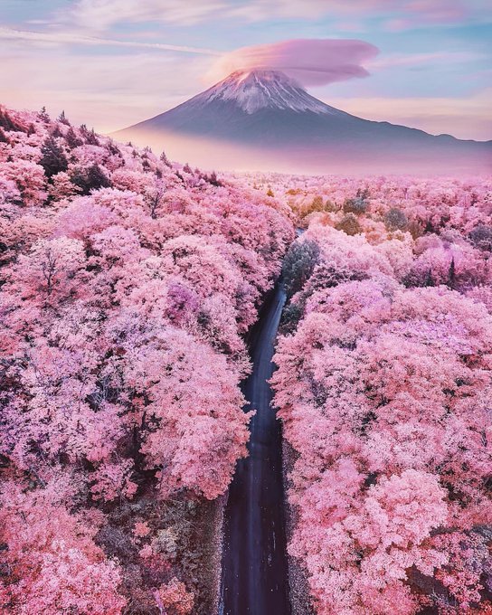 تصویر خیره کننده از شکوفه‌های گیلاس و کوه فوجی در ژاپن+عکس