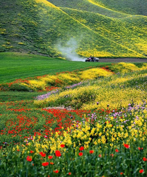 ترکمن صحرای دیدنی در بهاران غرق در گل و زیبایی+عکس