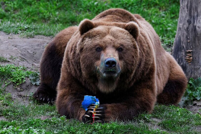 خرس قهوه ای باغ وحشی در آلمان + عکس