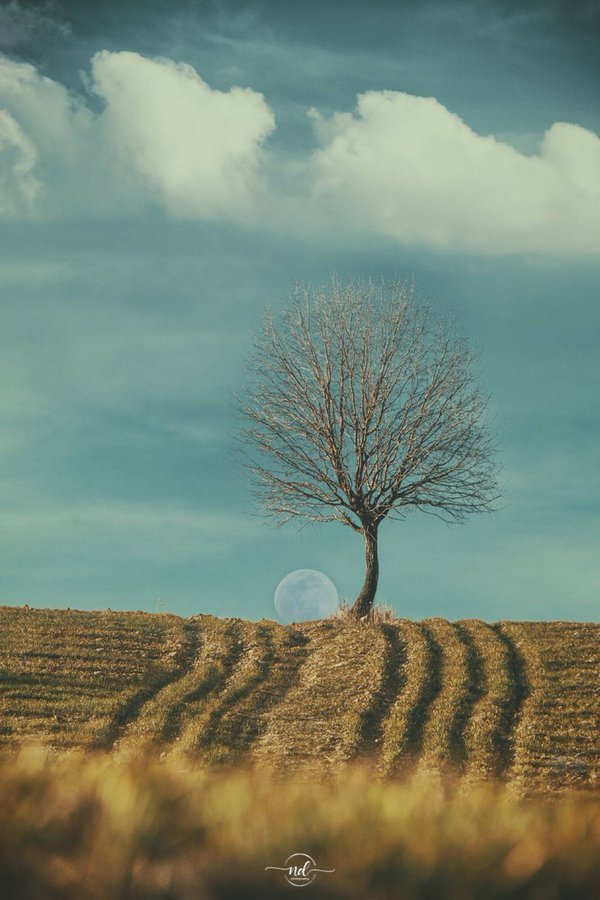 هم‌نشینی تک درخت و ماه در چهارمحال و بختیاری+عکس
