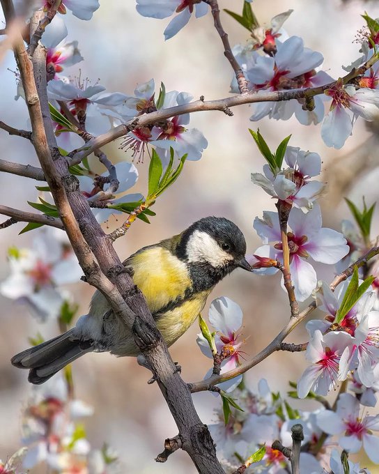 چرخ‌ریسک بزرگ بین شکوفه‌های بهاری در همدان+عکس