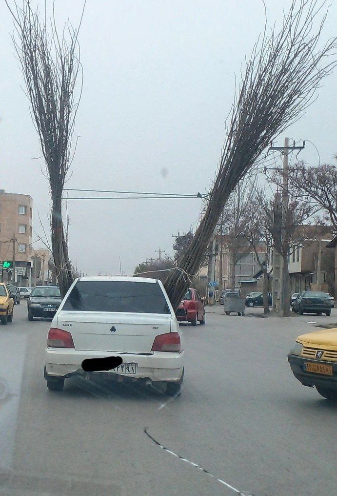صحنه عجیبی که از خیابان‌های اردبیل شکار شد + عکس