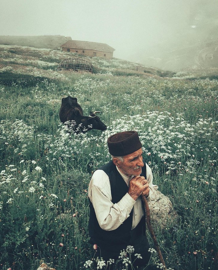 تصویر دل انگیز از پیرمرد چوپان در بهار تالش+عکس