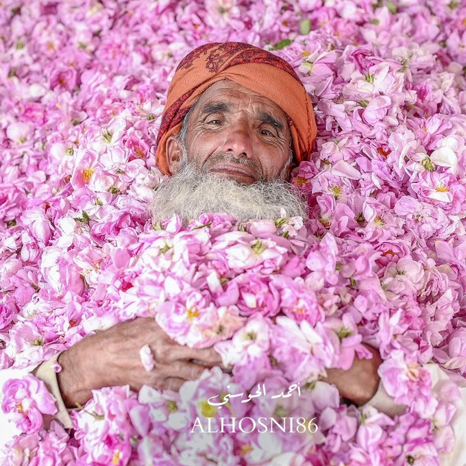 تصویر بامزه از برداشت گل محمدی در عمان+عکس
