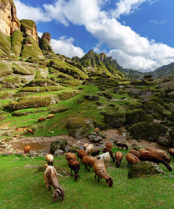 گله گوسفندان در مخمل کوه لرستان+عکس