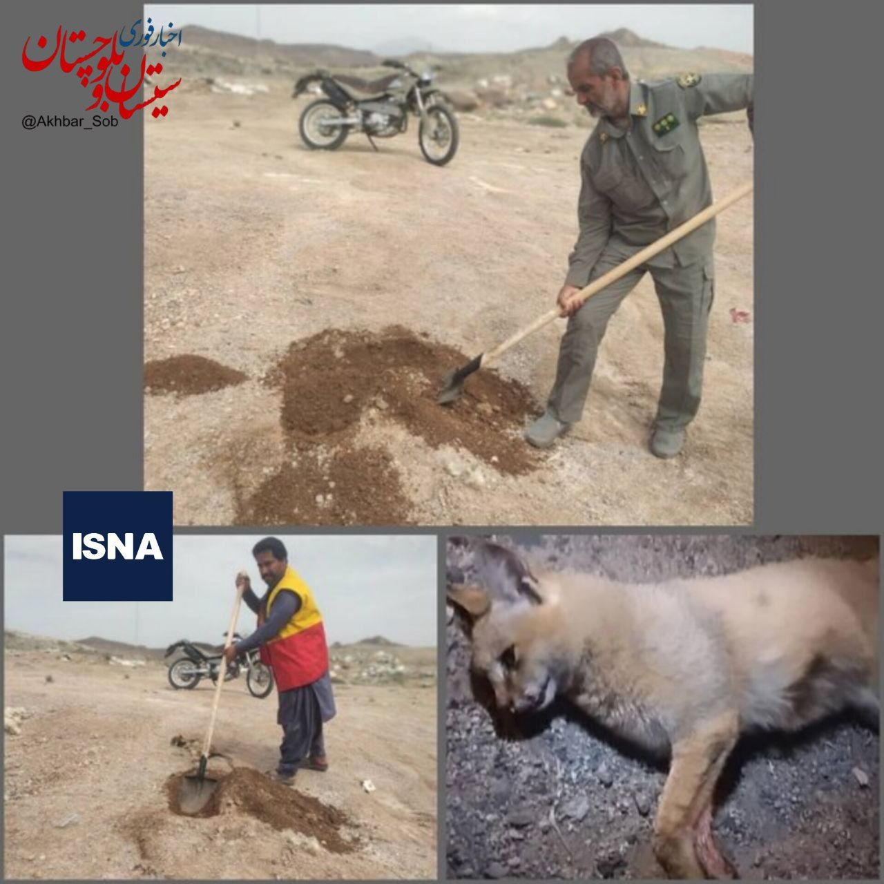 تصویری ناراحت‌ کننده از یک گربه‌سان نادر ایرانی