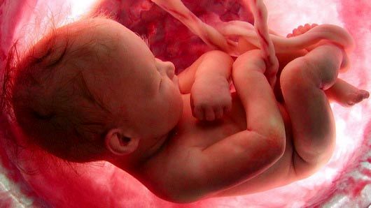 تصاویر شگفت انگیزی از روند کامل شدن جنین با استفاده از تکنولوژی Endoscopic 