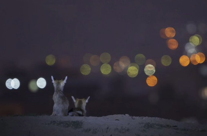 دو روباه زیبا در شب های ایران+عکس