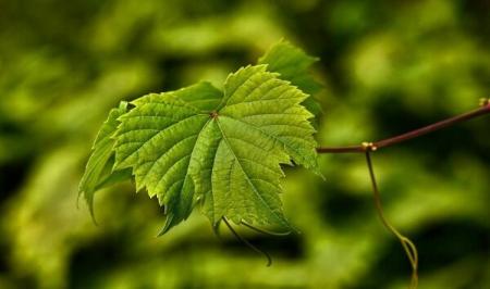 خواص برگ انگور برای ورزشکاران و سالمندان