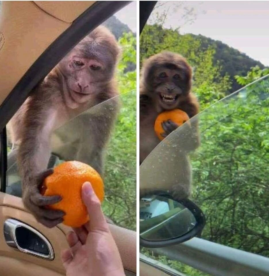 ذوق‌زدگی میمون بعد از دریافت پرتقال از یک توریست+ عکس