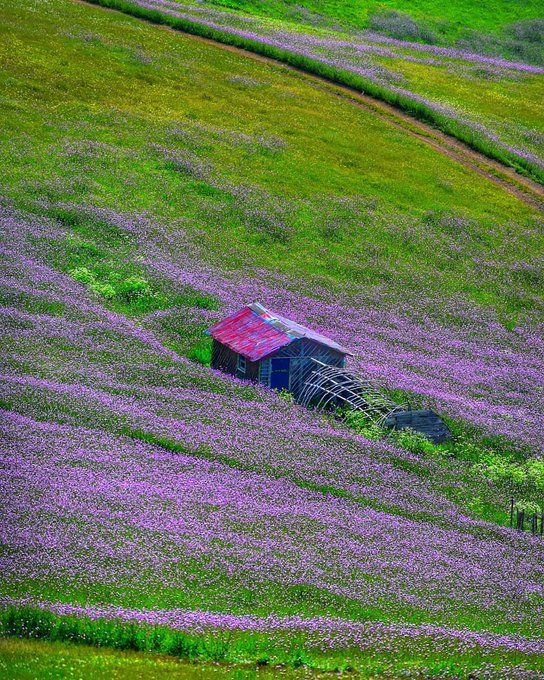 بهار در ارتفاعات تالش همه جا را نقاشی کرد+عکس