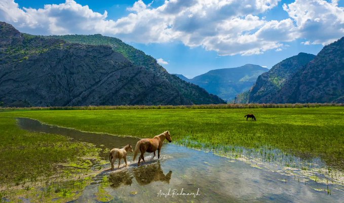 عبور یک اسب و کره‌اش از دشت زیبای شیمبار + عکس