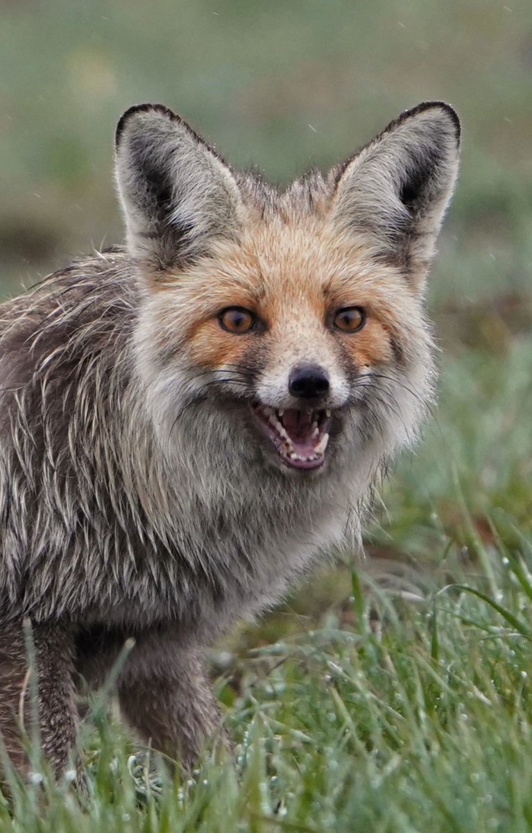 تصویر زیبا از یک روباه در پارک ملی گلستان+عکس