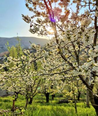 بهار در لواسان این چنین خودنمایی می‌کند+عکس