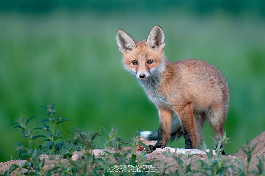 تصویری از یک بچه روباه زیبا در چهار محال و بختیاری+عکس
