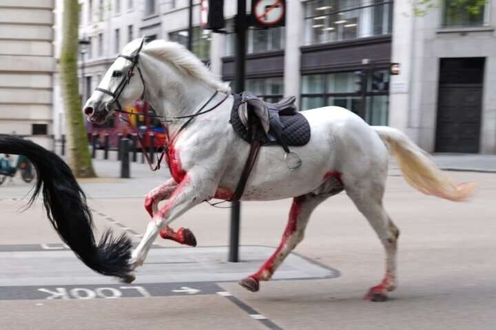 فرار اسب‌های واحد سلطنتی انگلیس و هجوم آن‌ها به خیابان+عکس