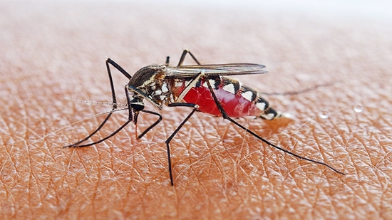 مالاریا چگونه منتقل می‌شود و چه علائمی دارد؟ + اینفوگرافی