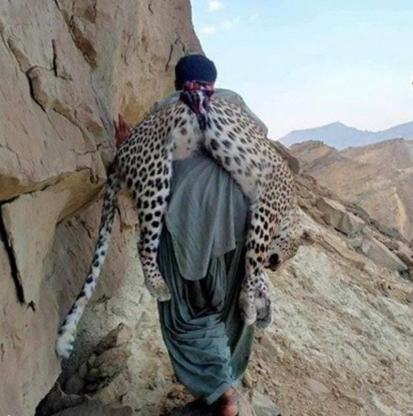 شکار یک پلنگ ایرانی در پاکستان + عکس