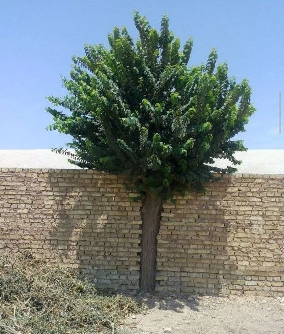  وضعیت مظلوم‌ترین درخت ایران +عکس