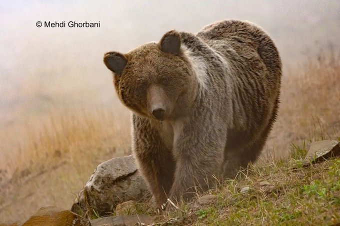 خرس با ابهت قهوه‌ای در منطقه حفاظت شده پرور در ایران+عکس