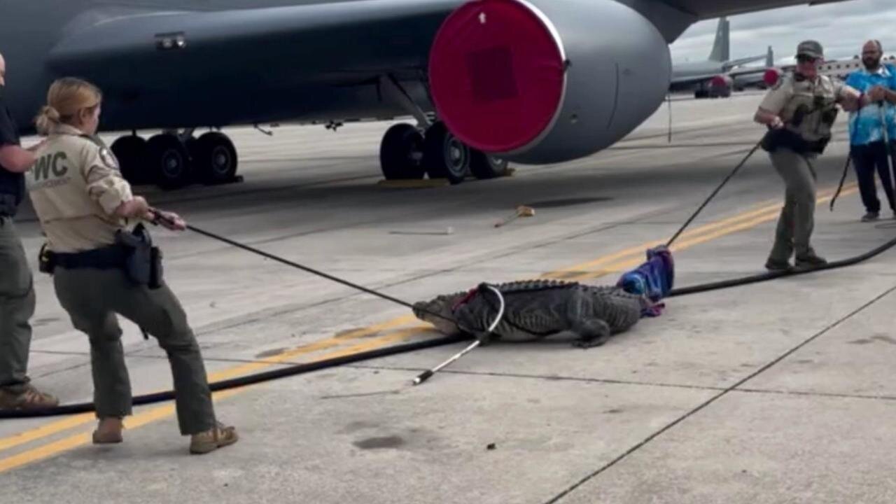  تمساح سرگردان در فرودگاه آمریکا دردسرساز شد+عکس