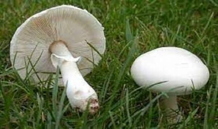 قارچ‌هایی با این نوع کلاهک‌ها سمی هستند