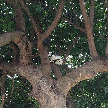 تصویر بامزه از یک گربه در بالای درخت سوژه شد+عکس