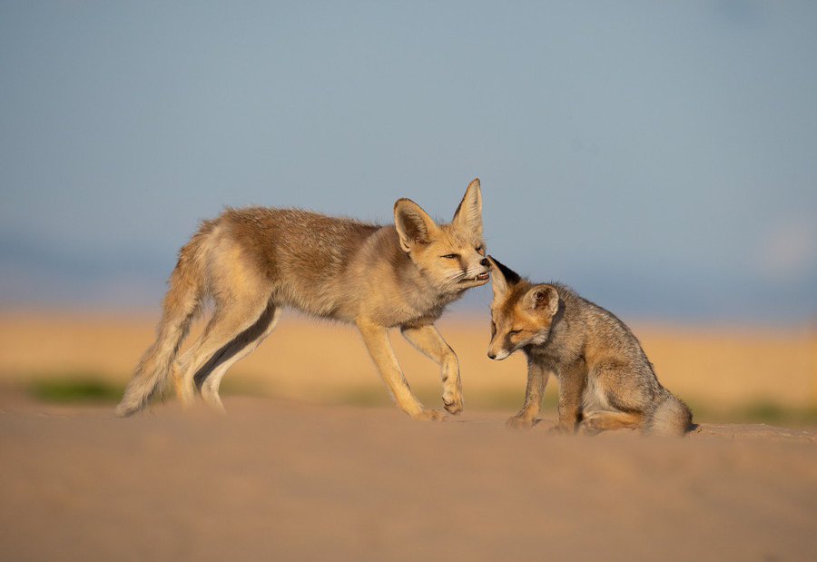 روباه مادر همراه با فرزندش در بیرجند دیده شدند+عکس