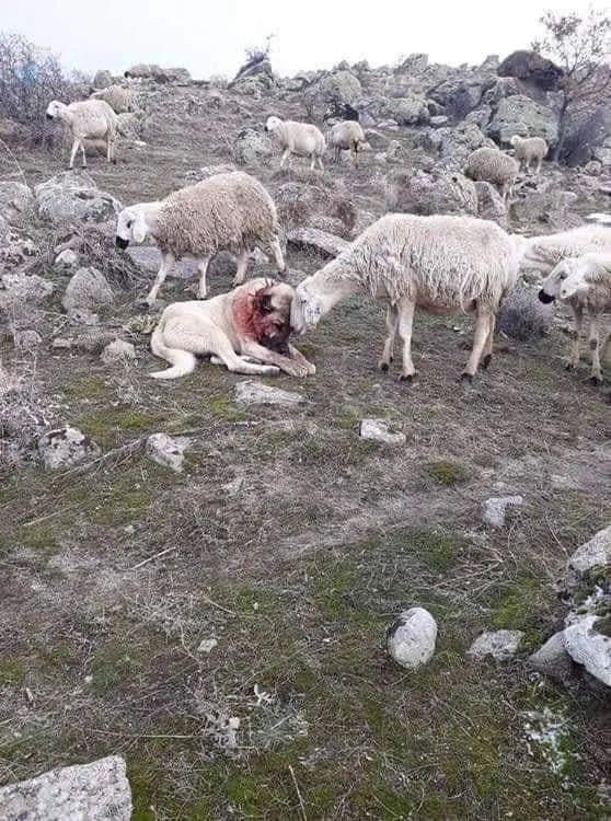 واکنش گوسفندها به سگ زخمی گله که از آن‌ها دفاع کرده بود+عکس