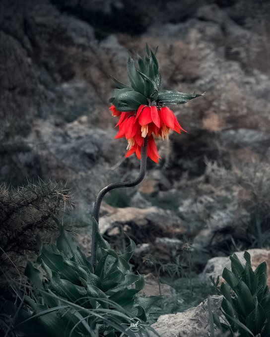 تصویر خاص از یک گل کمیاب در چهارمحال و بختیاری+عکس