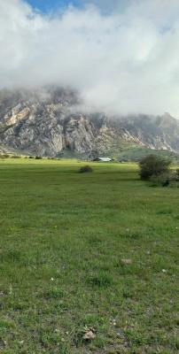 دشت سرسبز تارو در سوادکوه زیبا+عکس