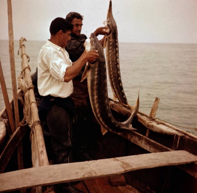 تصویر جالب از ماهیگیری دو ماهیگیر ایرانی در دهه ۴۰+عکس
