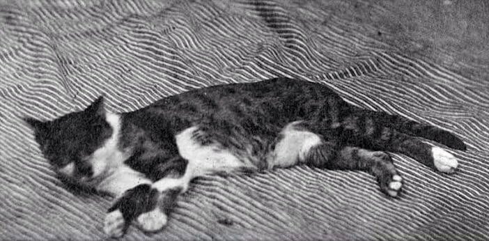 تصویر قدیمی از ببری گربه‌ محبوب ناصرالدین‌شاه+عکس