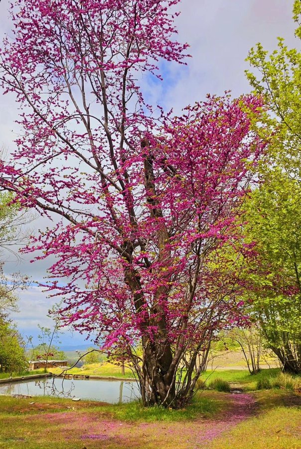 تصویری از درخت ارغوان در بهار تویسرکان+عکس