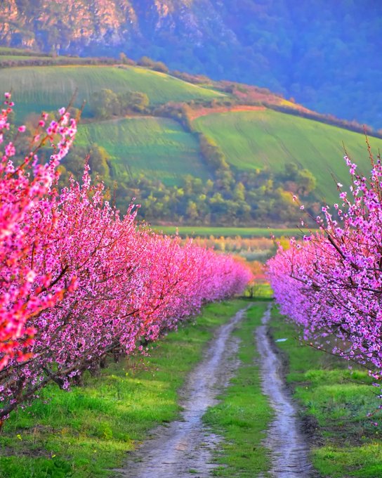 شکوفه‌های صورتی در طبیعت زیبای بهاری گالیکش+عکس