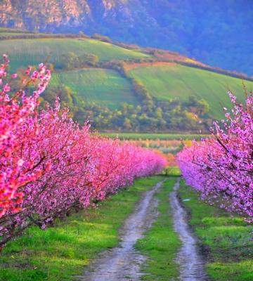 شکوفه‌های صورتی در طبیعت زیبای بهاری گالیکش+عکس