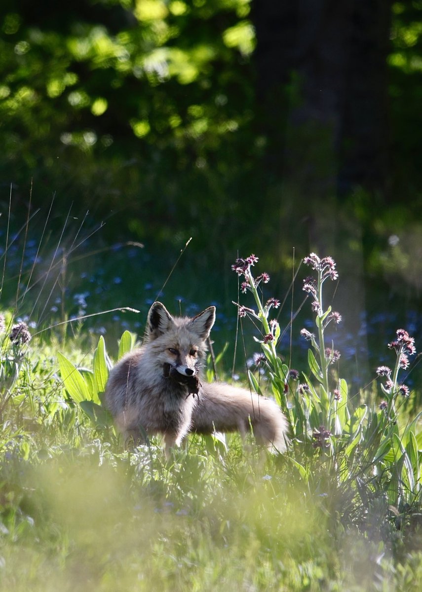 روباه زیبایی در حال شکار در ارتفاعات مازندران+عکس