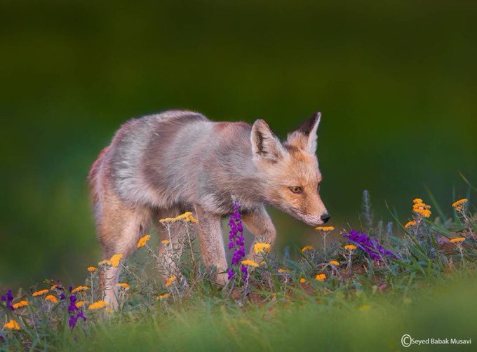 روباهی در حال بو کردن گل‌ها در طبیعت ایران+عکس
