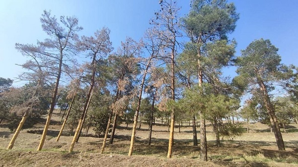 سرنوشت تلخ در انتظار ۲۷۰۷ درخت چیتگر+ تصاویر