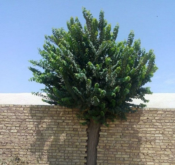 خلاقیت یزدی‌ها در زنده نگه داشتن یک درخت در میان دیوار را در خاص‌ترین...