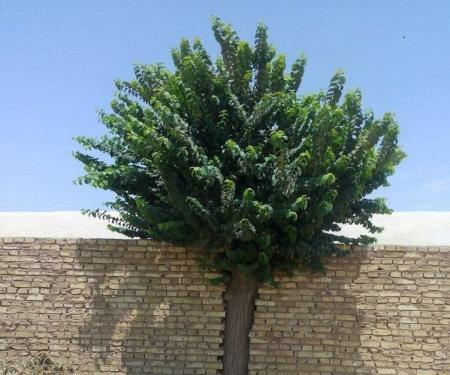 قرار دادن درخت در وسط دیوار برای زنده نگهداشتن آن ضمن دیوارکشیدن