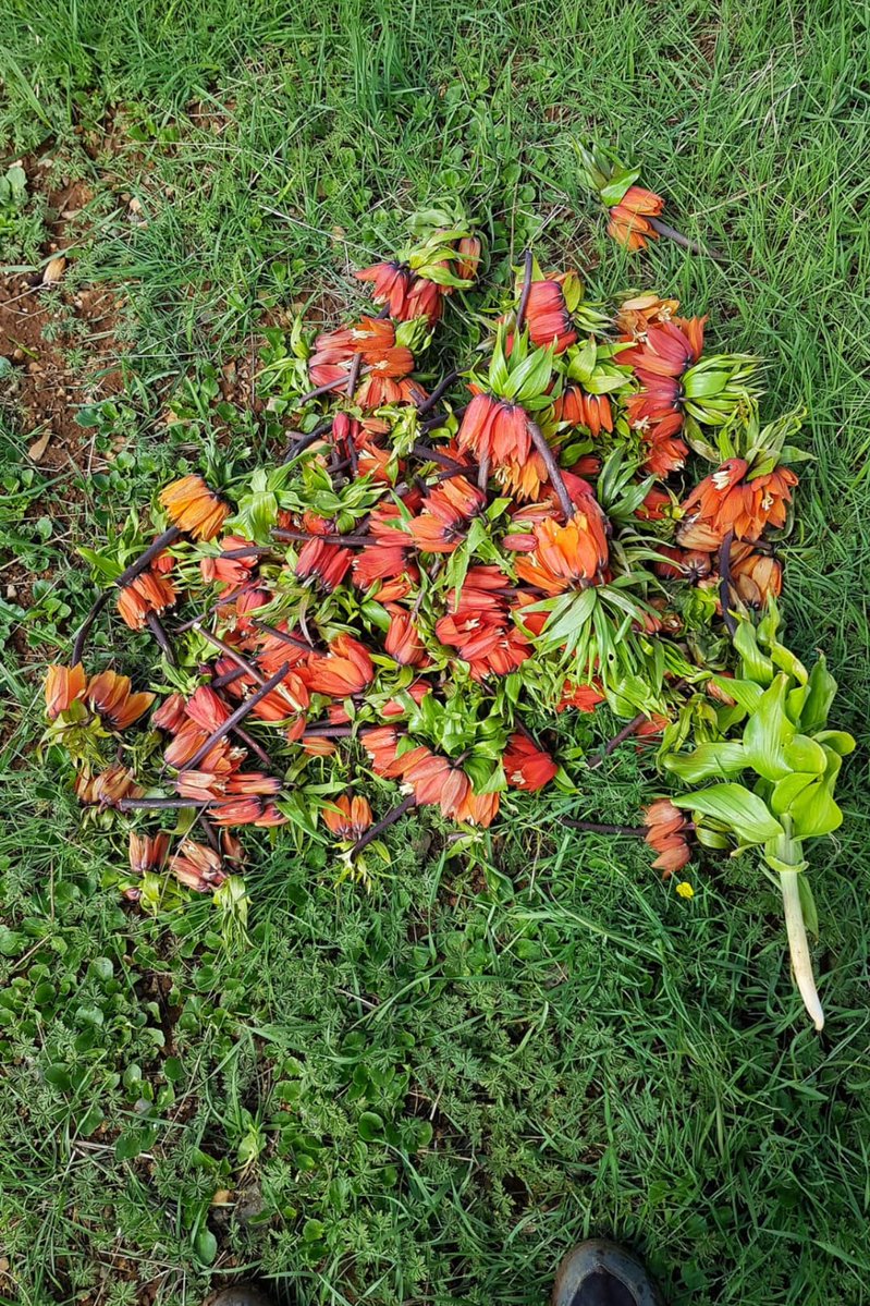 تصویر غم انگیز از لاله‌های واژگون که باعث ناراحتی مردم شد