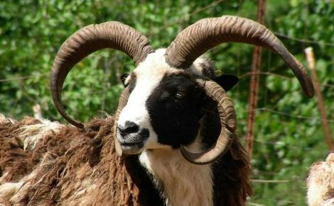 گوسفندی باستانی و عجیب با چهار شاخ که یهودی‌ها ادعای مالکیتش را دارند! + تصاویر