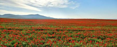 دشت شقایق قوچان در بهار این شکلی است+عکس